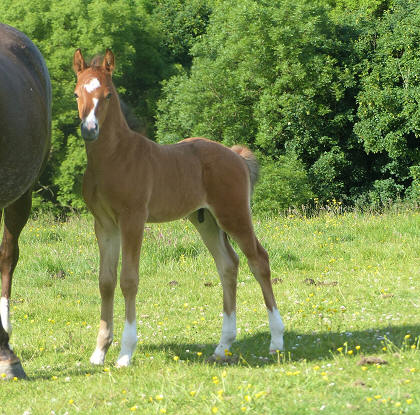 Bronheulog Stud - For Sale Welsh Ponies Section B, Part Bred & Riding ...